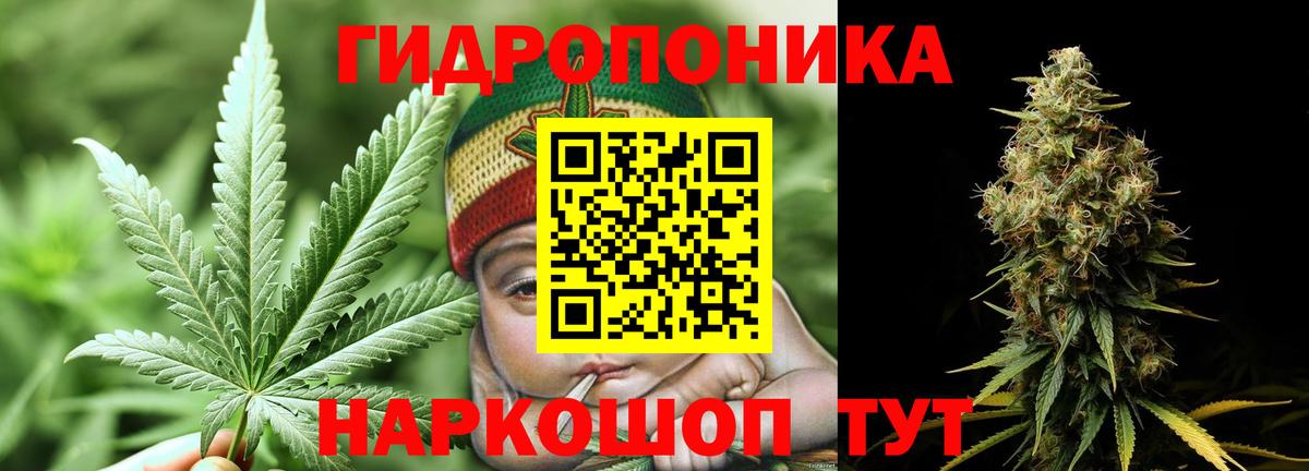 Каннабис OG Kush Камышлов